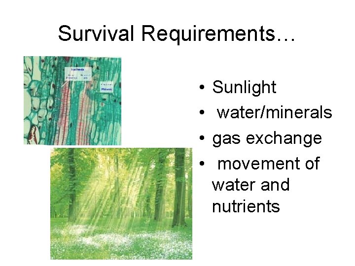 Survival Requirements… • • Sunlight water/minerals gas exchange movement of water and nutrients 