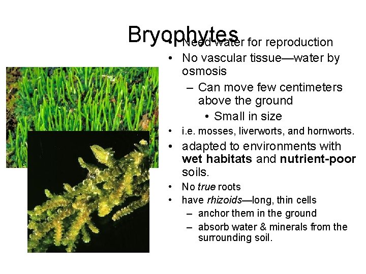 Bryophytes • Need water for reproduction • No vascular tissue—water by osmosis – Can