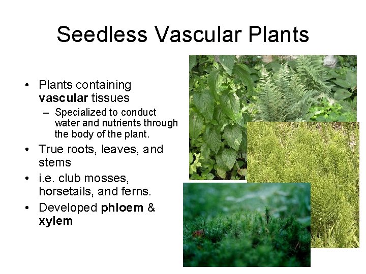 Seedless Vascular Plants • Plants containing vascular tissues – Specialized to conduct water and