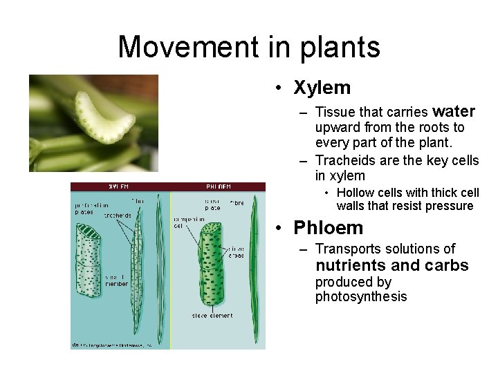 Movement in plants • Xylem – Tissue that carries water upward from the roots
