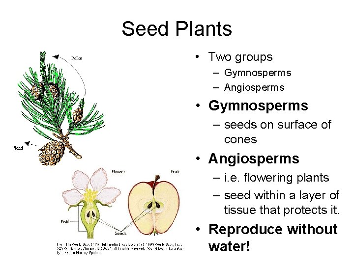 Seed Plants • Two groups – Gymnosperms – Angiosperms • Gymnosperms – seeds on
