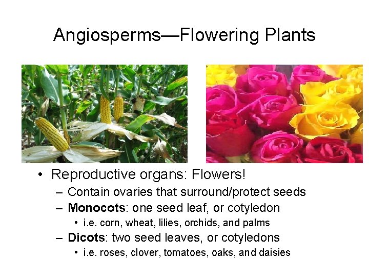 Angiosperms—Flowering Plants • Reproductive organs: Flowers! – Contain ovaries that surround/protect seeds – Monocots: