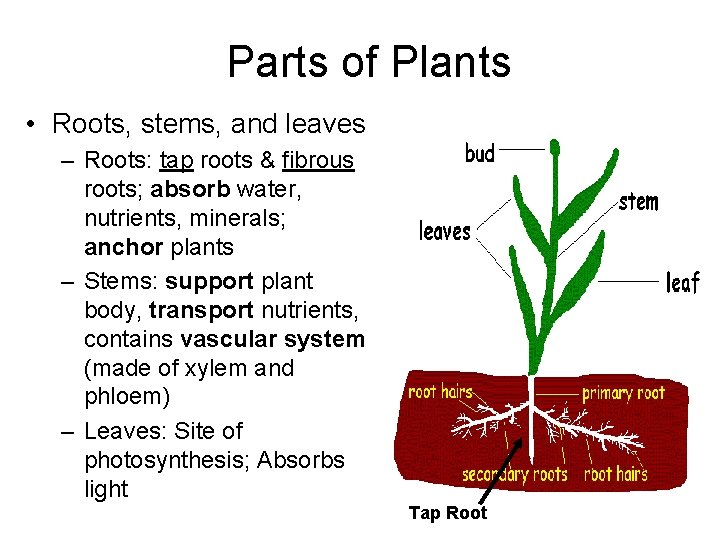 Parts of Plants • Roots, stems, and leaves – Roots: tap roots & fibrous