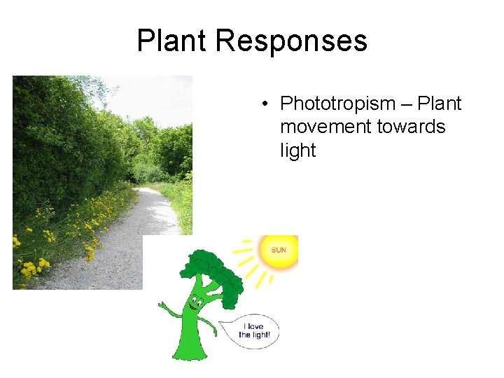 Plant Responses • Phototropism – Plant movement towards light 