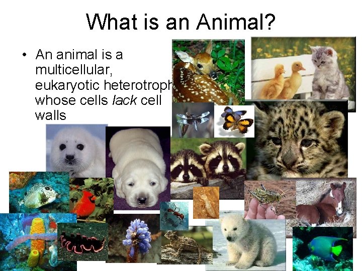 What is an Animal? • An animal is a multicellular, eukaryotic heterotroph whose cells