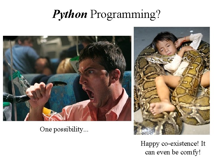 Python Programming? One possibility. . . Happy co-existence! It can even be comfy! 