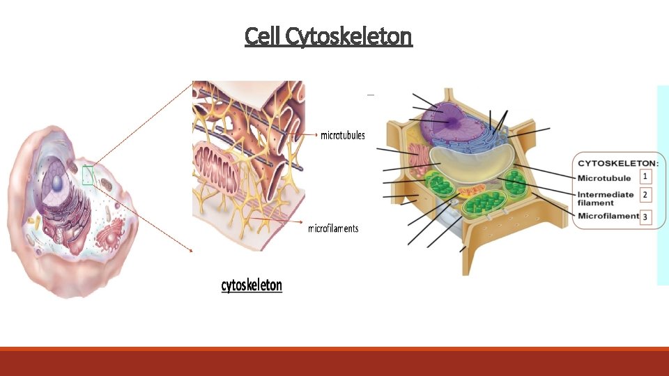 Cell Cytoskeleton 