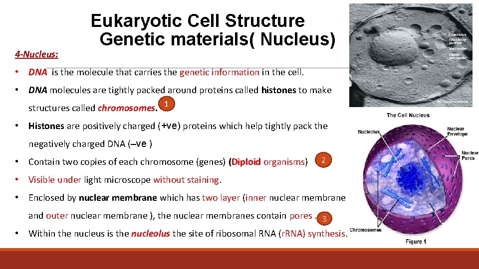 4 -Nucleus: Eukaryotic Cell Structure Genetic materials( Nucleus) • DNA is the molecule that