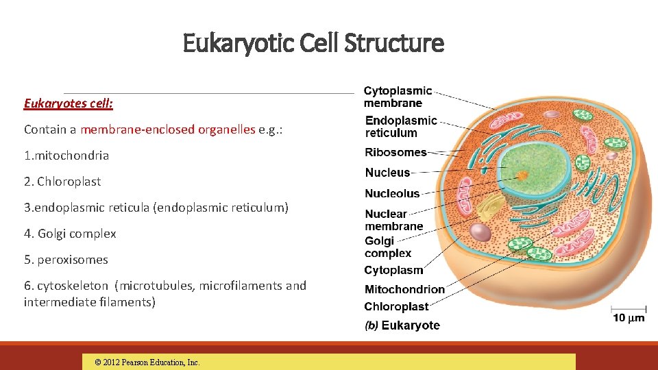 Eukaryotic Cell Structure Eukaryotes cell: Contain a membrane-enclosed organelles e. g. : 1. mitochondria