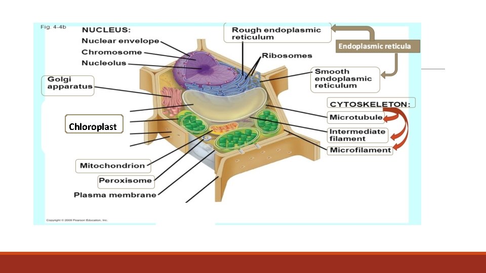 Chloroplast 