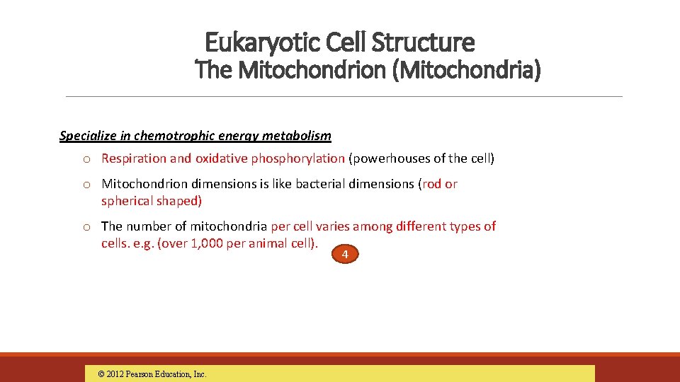 Eukaryotic Cell Structure The Mitochondrion (Mitochondria) Specialize in chemotrophic energy metabolism o Respiration and