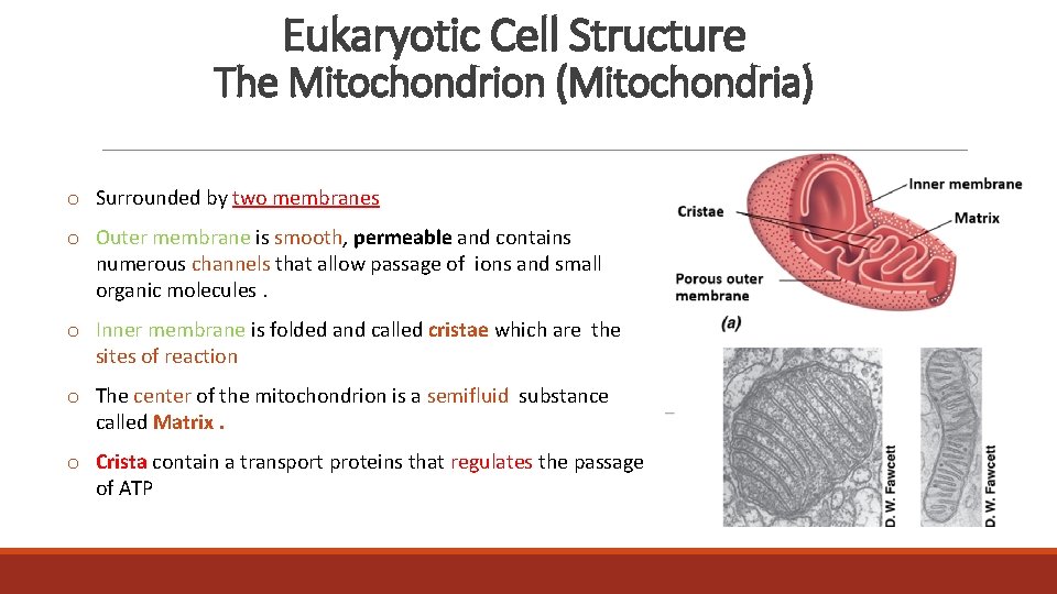 Eukaryotic Cell Structure The Mitochondrion (Mitochondria) o Surrounded by two membranes o Outer membrane