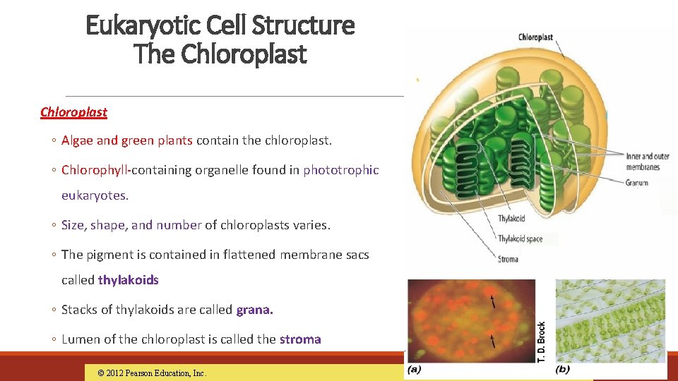 Eukaryotic Cell Structure The Chloroplast ◦ Algae and green plants contain the chloroplast. ◦