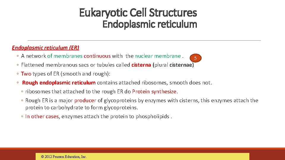 Eukaryotic Cell Structures Endoplasmic reticulum (ER) ◦ A network of membranes continuous with the