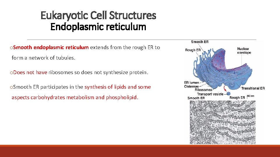 Eukaryotic Cell Structures Endoplasmic reticulum o. Smooth endoplasmic reticulum extends from the rough ER