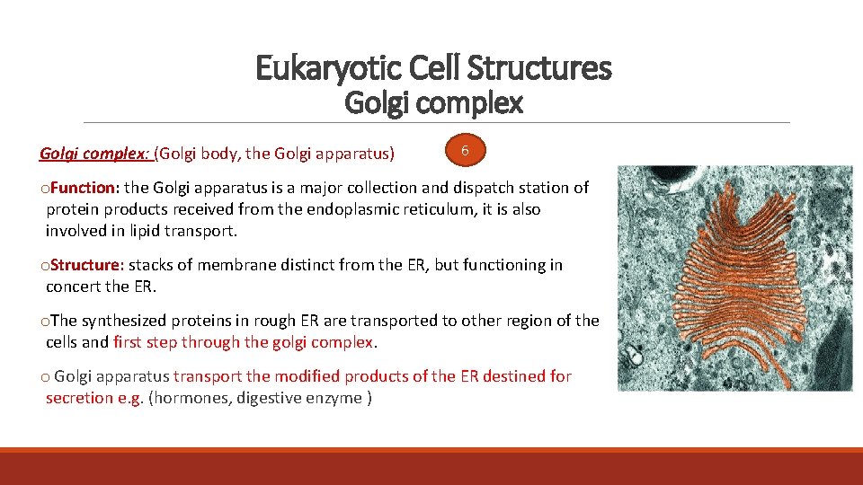 Eukaryotic Cell Structures Golgi complex: (Golgi body, the Golgi apparatus) 6 o. Function: the