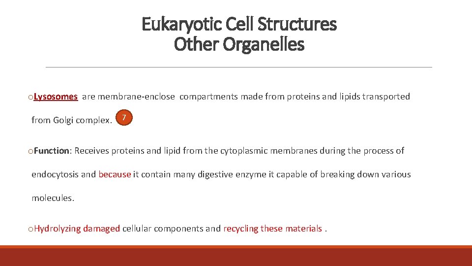 Eukaryotic Cell Structures Other Organelles o. Lysosomes are membrane-enclose compartments made from proteins and