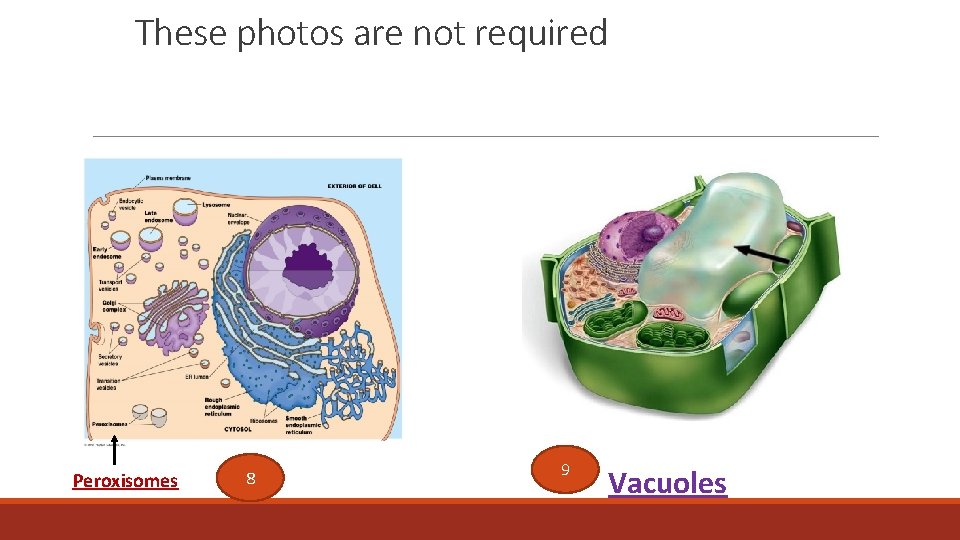 These photos are not required Peroxisomes 8 9 Vacuoles 