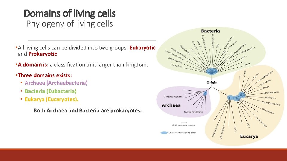 Domains of living cells Phylogeny of living cells • All living cells can be