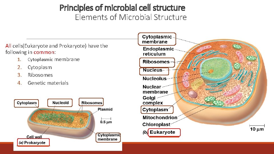 Principles of microbial cell structure Elements of Microbial Structure All cells(Eukaryote and Prokaryote) have