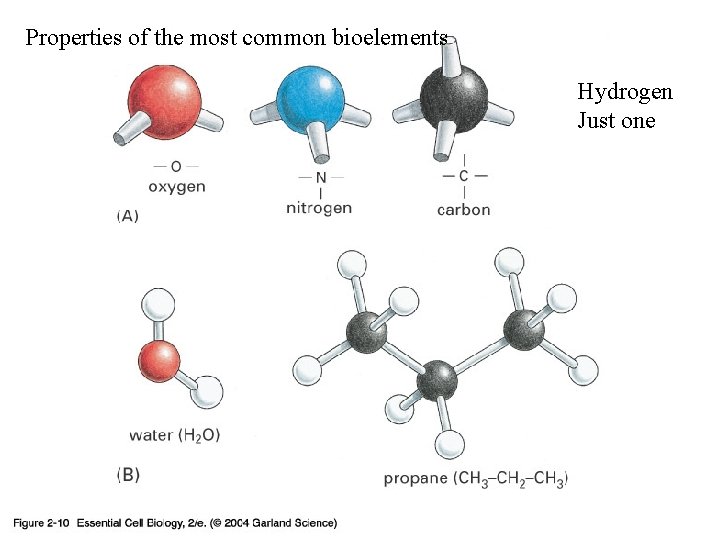 Properties of the most common bioelements 02_10_geometries. jpg Hydrogen Just one 