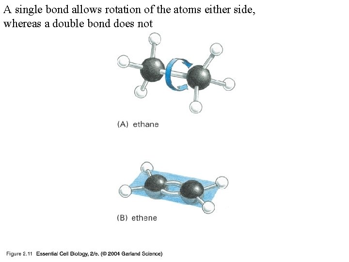 A single bond allows rotation of the atoms either side, whereas a double bond