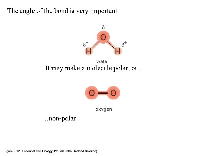 The angle of the bond is very important 02_12_polar covalent. jpg It may make