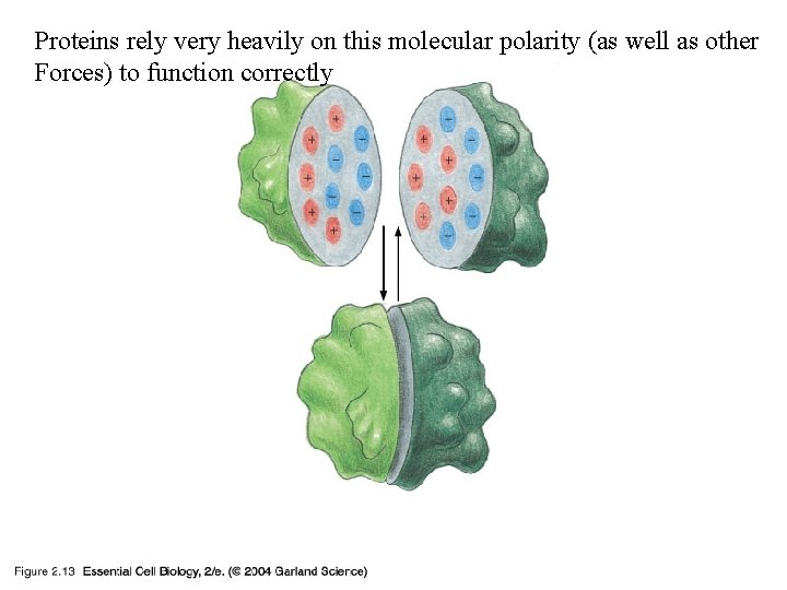 Proteins rely very heavily on this molecular polarity (as well as other Forces) to