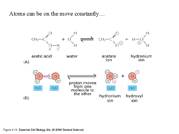 Atoms can be on the move constantly… 02_14_Protons on move. jpg 
