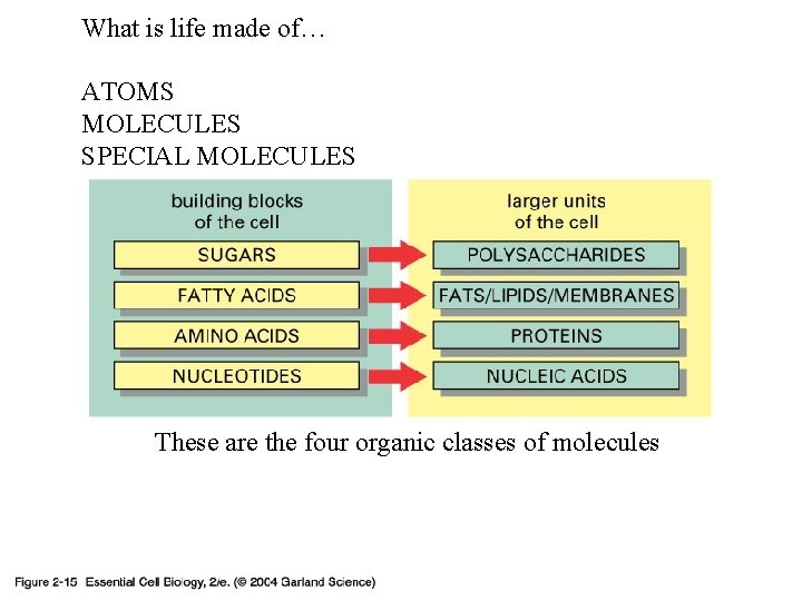 What is life made of… ATOMS MOLECULES SPECIAL MOLECULES 02_15_organic molecules. jpg These are