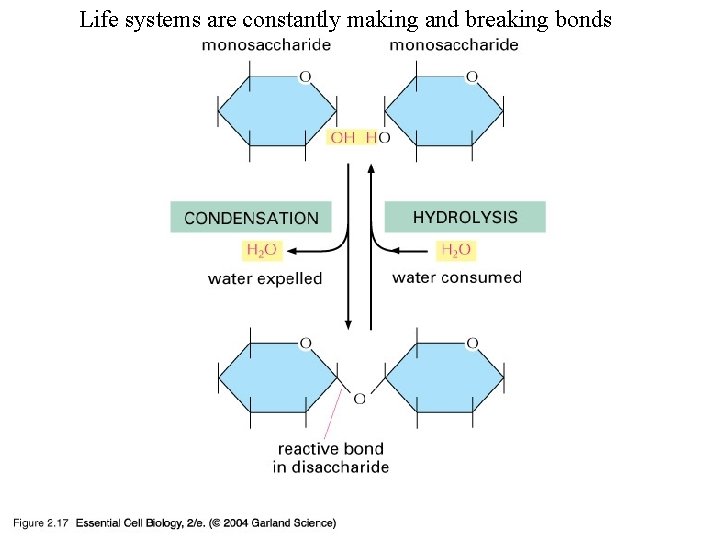 Life systems are constantly making and breaking bonds 02_17_disaccharide. jpg 