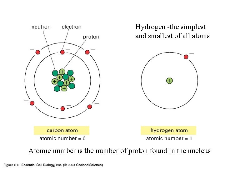 02_02_atomic number. jpg Hydrogen -the simplest and smallest of all atoms Atomic number is