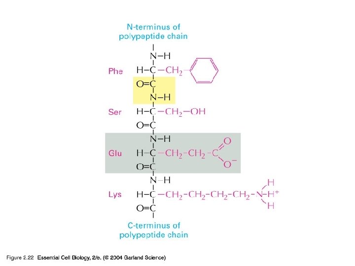 02_22_peptide bonds. jpg 