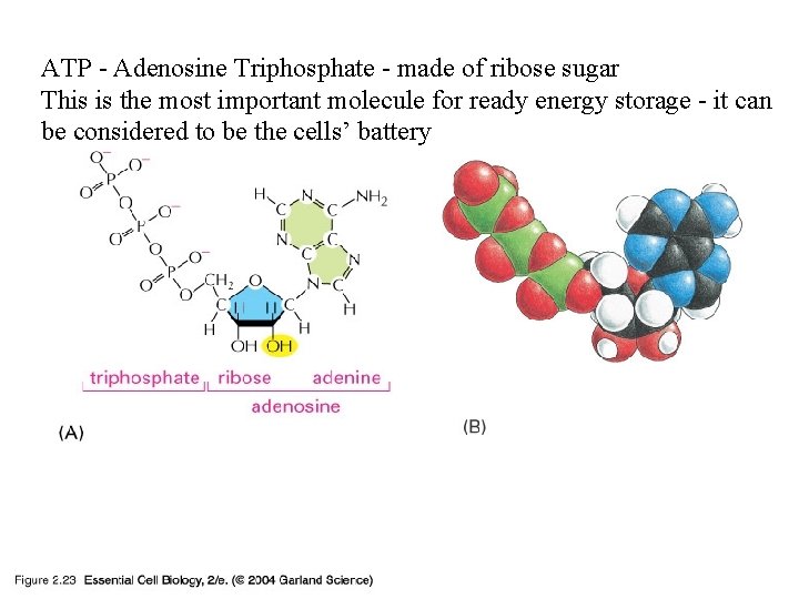 ATP - Adenosine Triphosphate - made of ribose sugar This is the most important