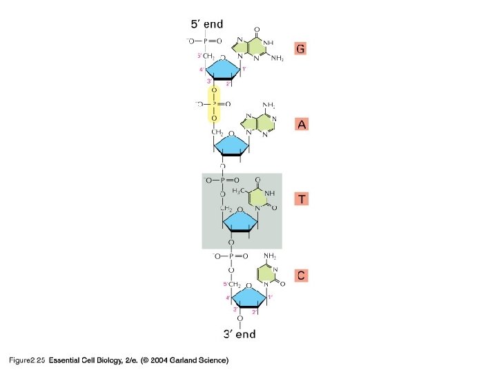 02_25_nucleotide residues. jpg 