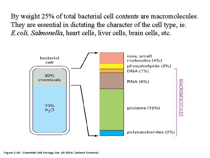 By weight 25% of total bacterial cell contents are macromolecules. They are essential in