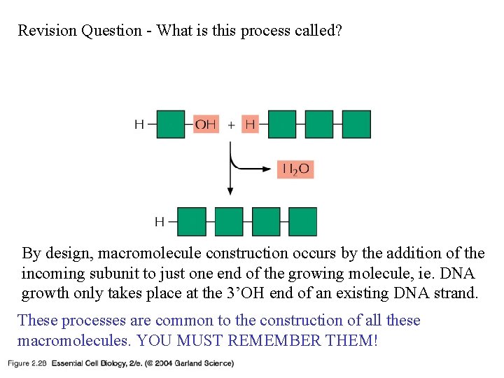 Revision Question - What is this process called? 02_28_adding subunits. jpg By design, macromolecule