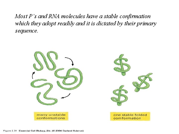 Most P’s and RNA molecules have a stable confirmation which they adopt readily and