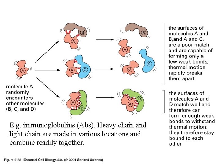 02_32_Noncovalent bonds. jpg E. g. immunoglobulins (Abs). Heavy chain and light chain are made