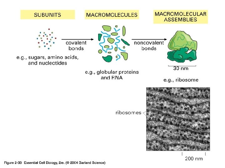 02_33_macro complexes. jpg 