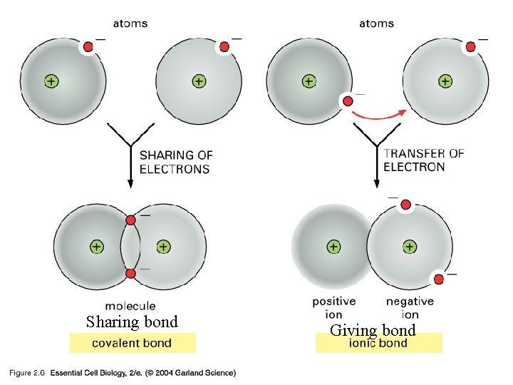 02_06_stable arrangement. jpg Sharing bond Giving bond 