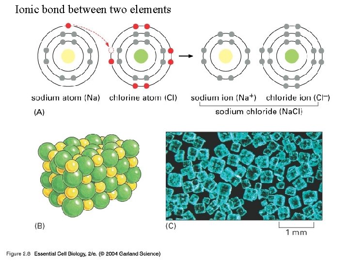 Ionic bond between two elements 02_08_ionic bond. jpg 