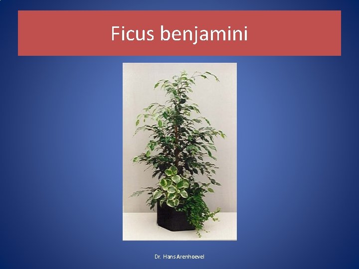 Ficus benjamini Dr. Hans Arenhoevel Ficus benjamini Dr. Hans Arenhoevel