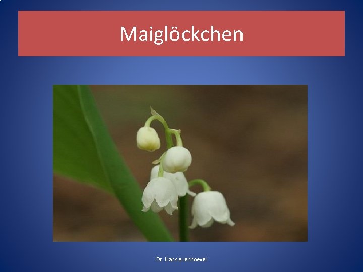 Maiglöckchen Dr. Hans Arenhoevel 