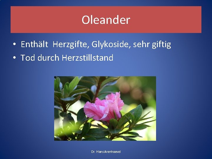 Oleander • Enthält Herzgifte, Glykoside, sehr giftig • Tod durch Herzstillstand Dr. Hans Arenhoevel