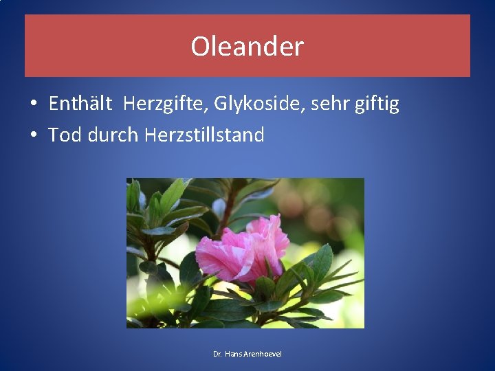 Oleander • Enthält Herzgifte, Glykoside, sehr giftig • Tod durch Herzstillstand Dr. Hans Arenhoevel Oleander • Enthält Herzgifte, Glykoside, sehr giftig • Tod durch Herzstillstand Dr. Hans Arenhoevel