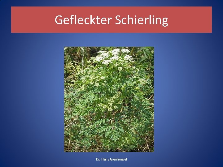 Gefleckter Schierling Dr. Hans Arenhoevel Gefleckter Schierling Dr. Hans Arenhoevel