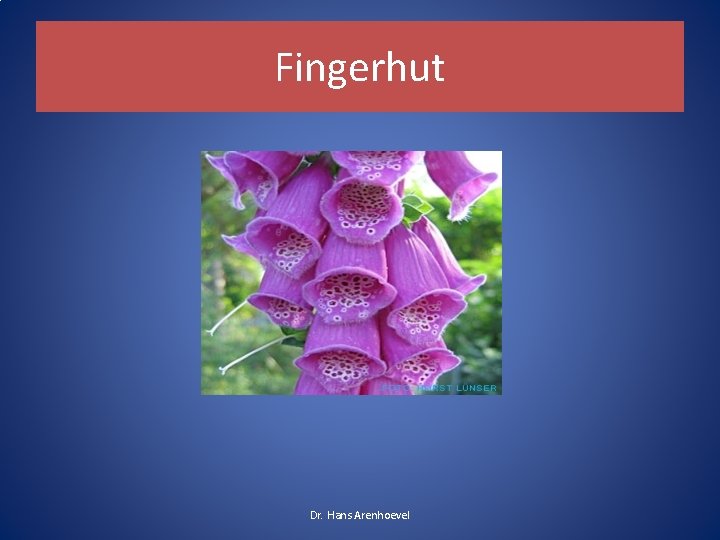 Fingerhut Dr. Hans Arenhoevel Fingerhut Dr. Hans Arenhoevel