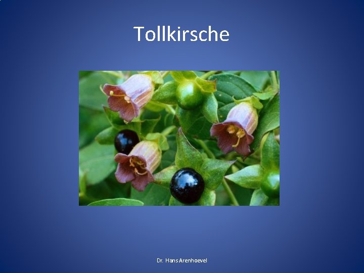 Tollkirsche Dr. Hans Arenhoevel 