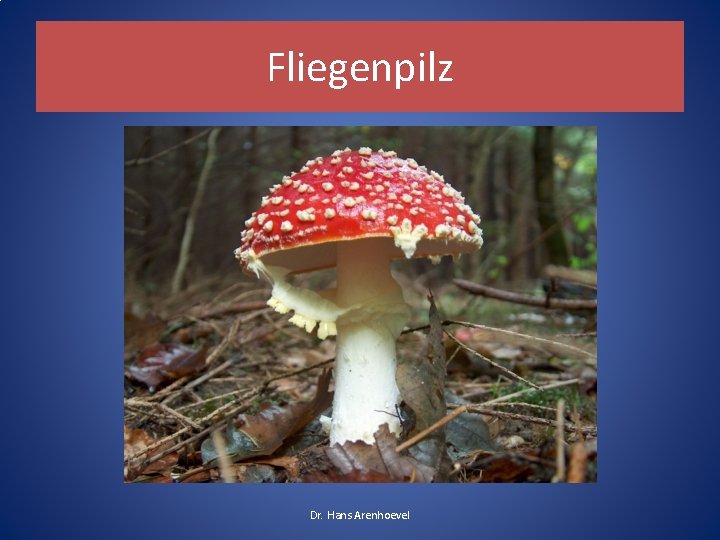 Fliegenpilz Dr. Hans Arenhoevel Fliegenpilz Dr. Hans Arenhoevel